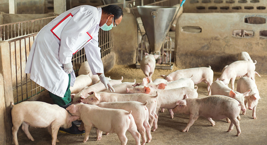 A photo of a researcher with pigs in a pig farm.