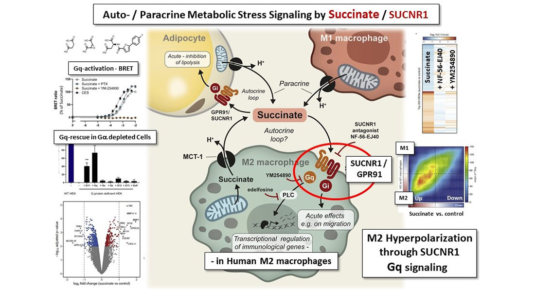 A graphical abstract.