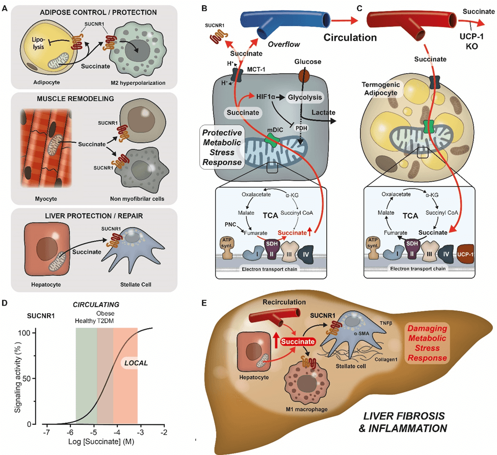 Graphical abstract of the process