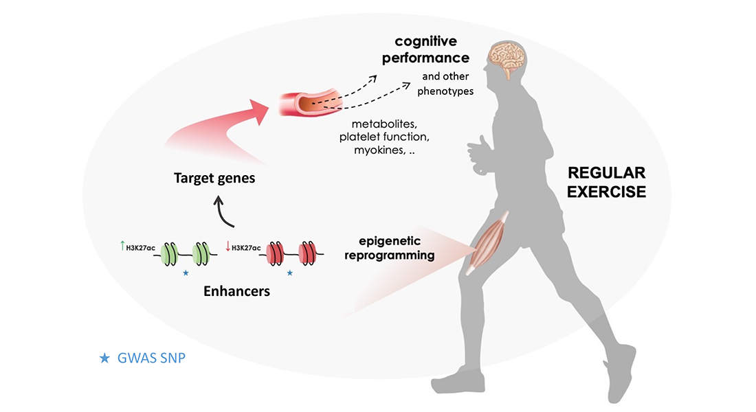 Graphical abstract of the effects of regular exercise on the epigenetic information of skeletal muscle cells in young men after six weeks