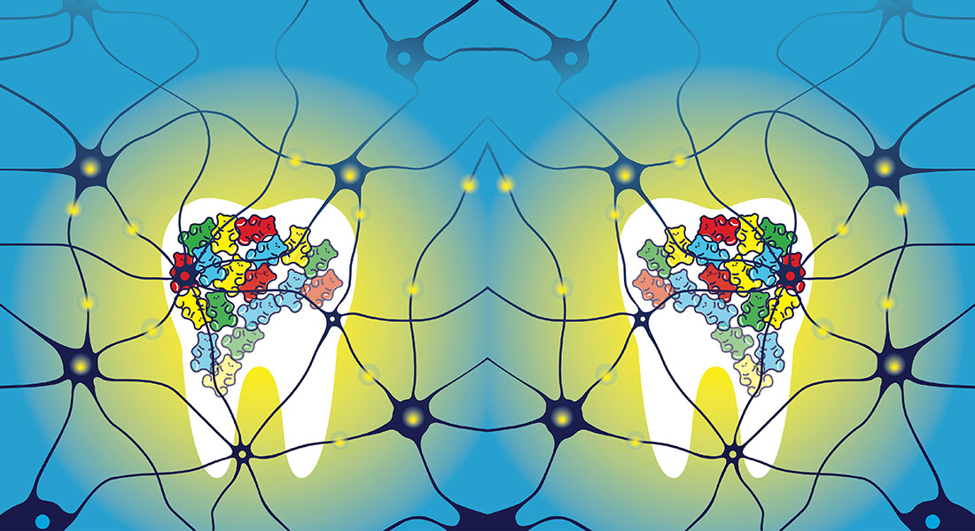 An illustration of the brain showing the hidden 'sweet tooth'