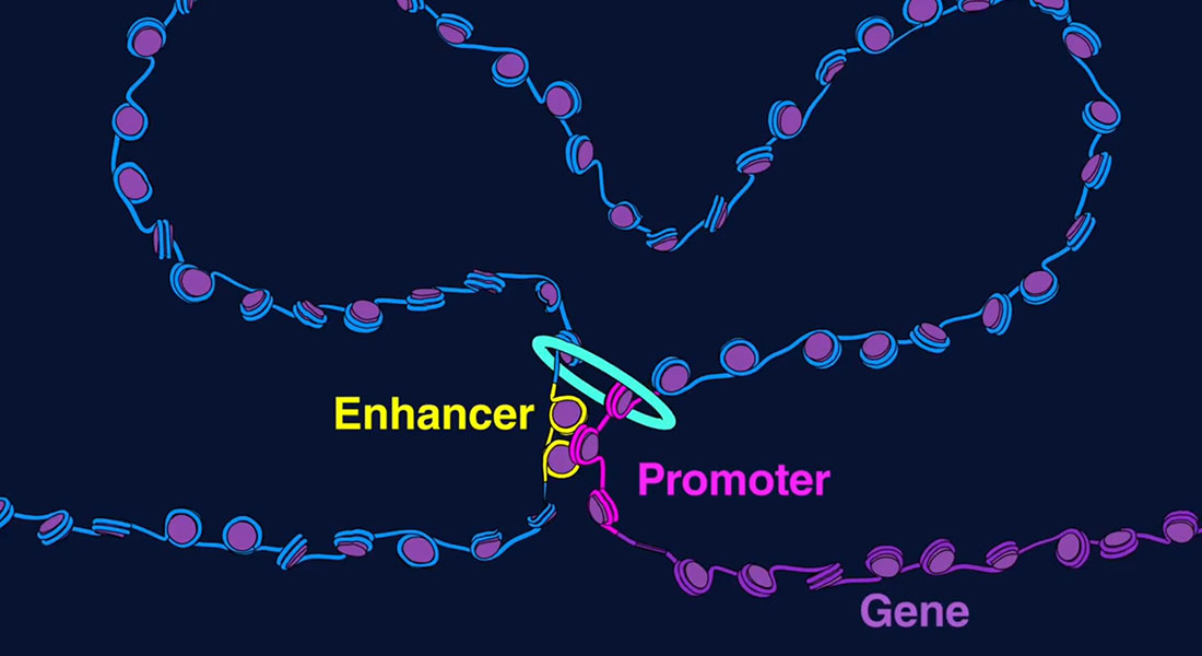 A still image from the video showing the long distance promoter-enhancer interaction.