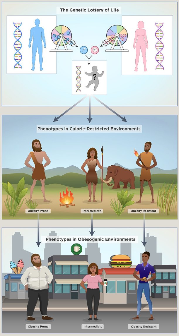 Our genetics play a big role in our risk of developing obesity.