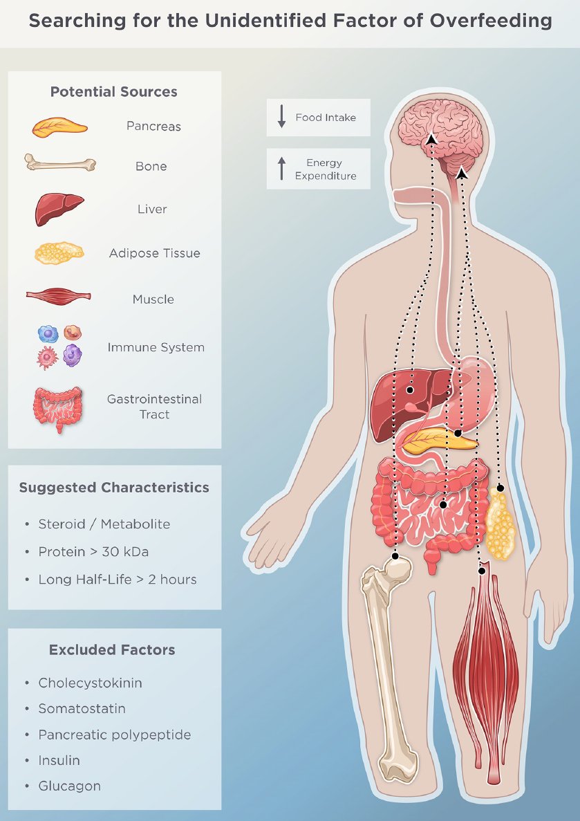 A hormone might stop us to gain more weight, once our weight passes a certain threshold. But scientists are not sure where it is being released.