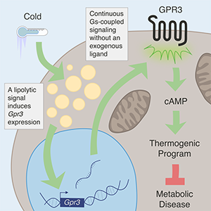 Graphical abstract of the process explained in the text