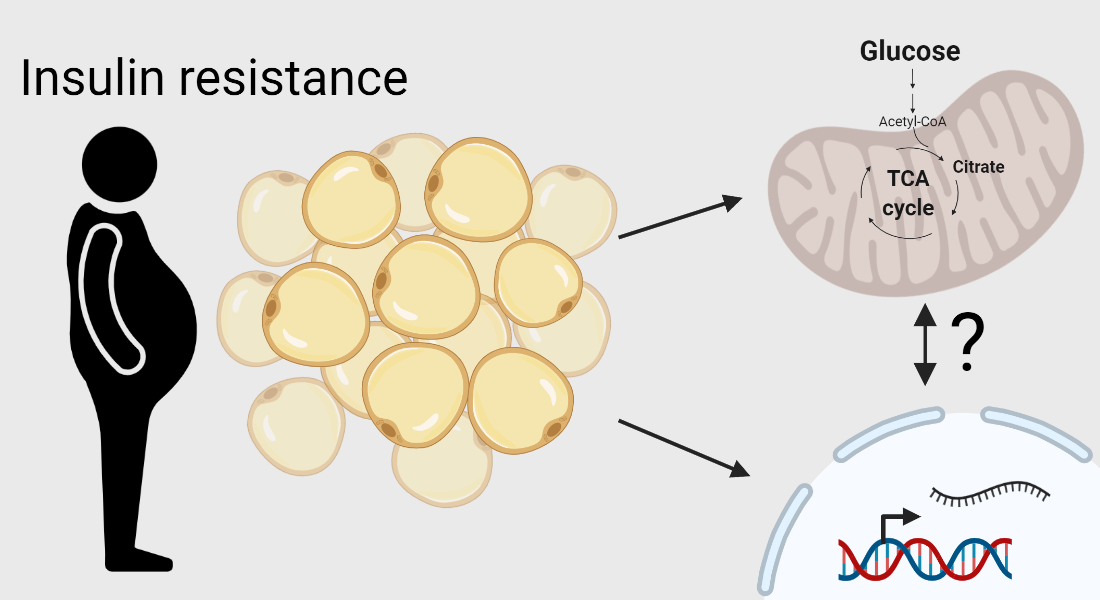 Insulin resistance and obesity