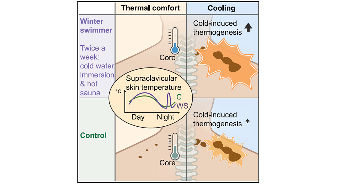 Altered brown fat thermoregulation and enhanced cold-induced thermogenesis  in young, healthy, winter-swimming men - ScienceDirect