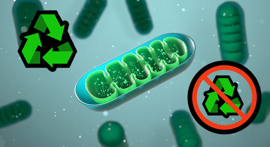 A composite image of mitochondria with symbols representing reycling