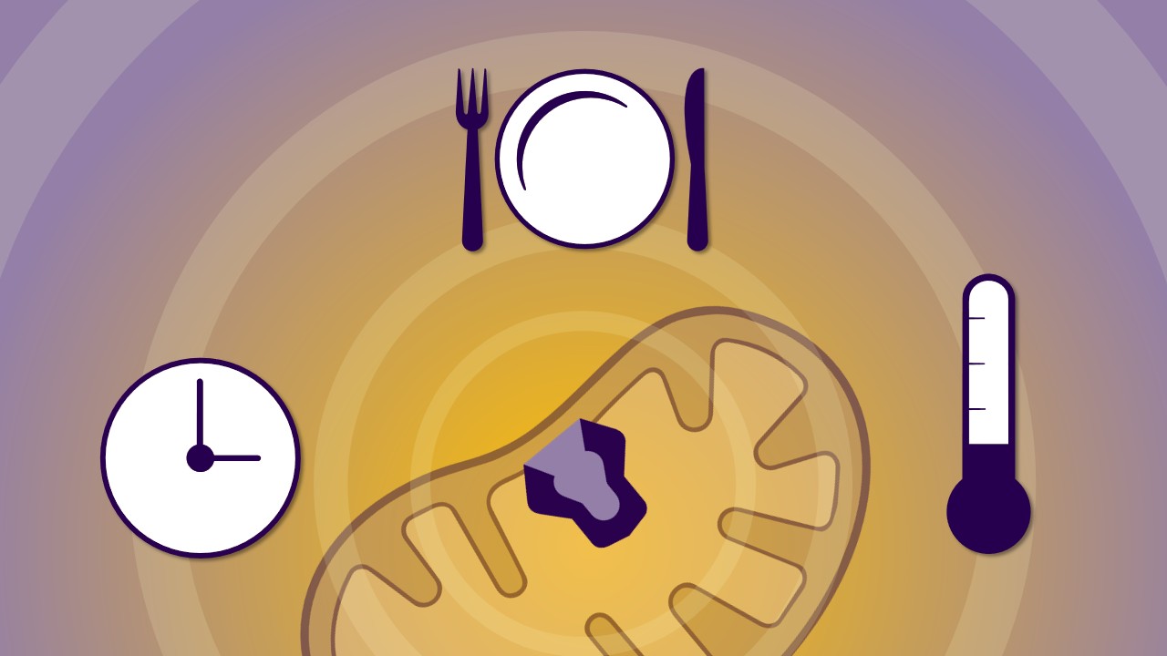 sits at the intersection of three metabolic controls: the body's 24-hour clock, the temperature outside, and our diet