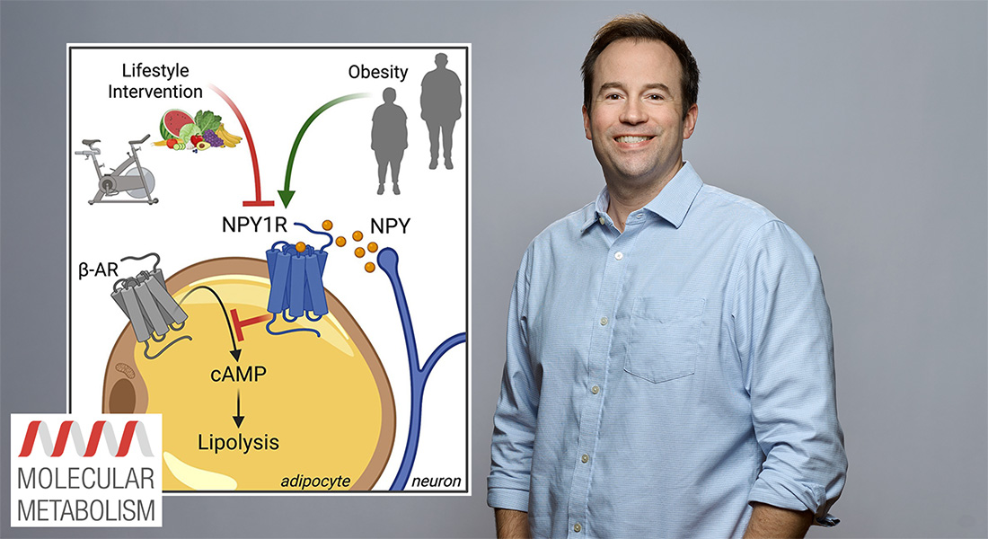 Portrait of Zach Gerhart-Hines next to a graphic of a molecular pathway diagram from a research article