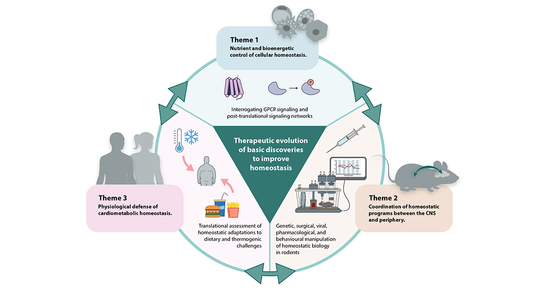 Chapter 2 - Control Systems and Homeostasis