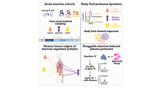 Graphical image from Body fluid proteomic landscape of acute exercise